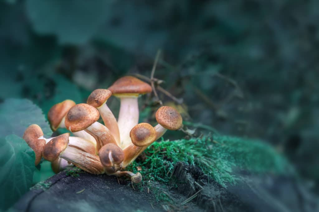 How To Make Sporeworks Magic Mushrooms – The Ultimate Guide